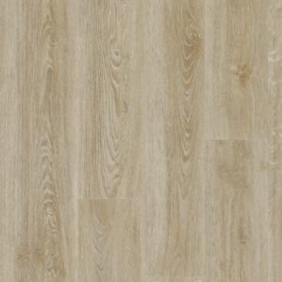 Картинка Scarlet oak 50230